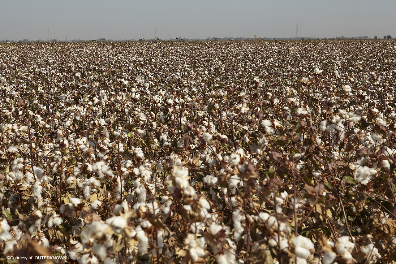 持続可能な綿花農業を支援する「C４」とアウターノウンの取り組み
